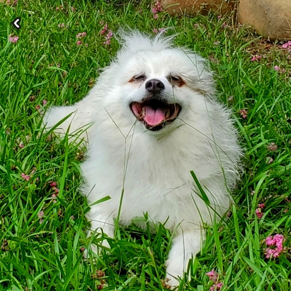 Meet your Posher, Sarah - Picture 1 of 1